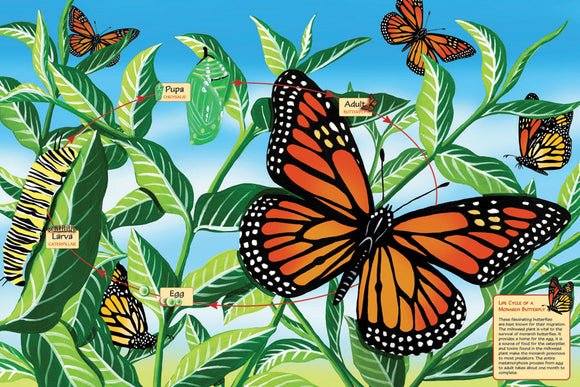 Puzzle: 48 Life Cycle of a Monarch Butterfly  - Floor Puzzle