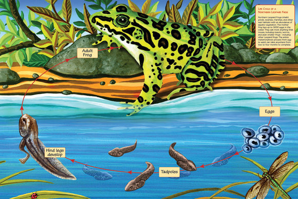 Puzzle: 48 Life Cycle of a Northern Leopard Frog  - Floor Puzzle